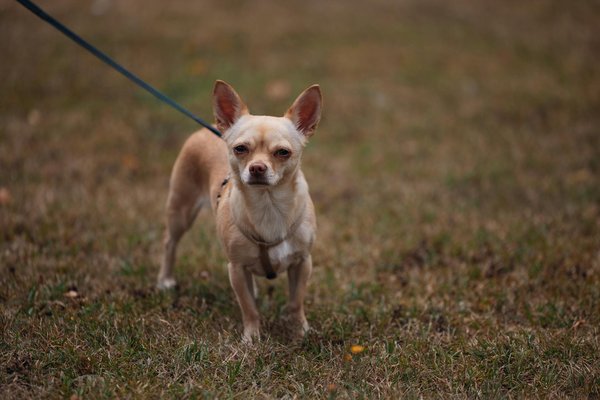 Bien nourrir chiens et chats : clés et conseils pour une nutrition équilibrée